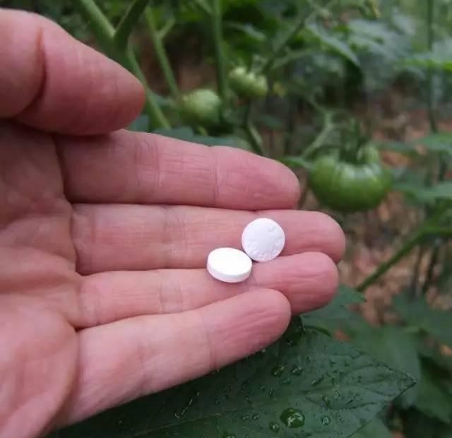 绿萝怎么养叶片长得快,绿萝的叶子养来养去越来越小