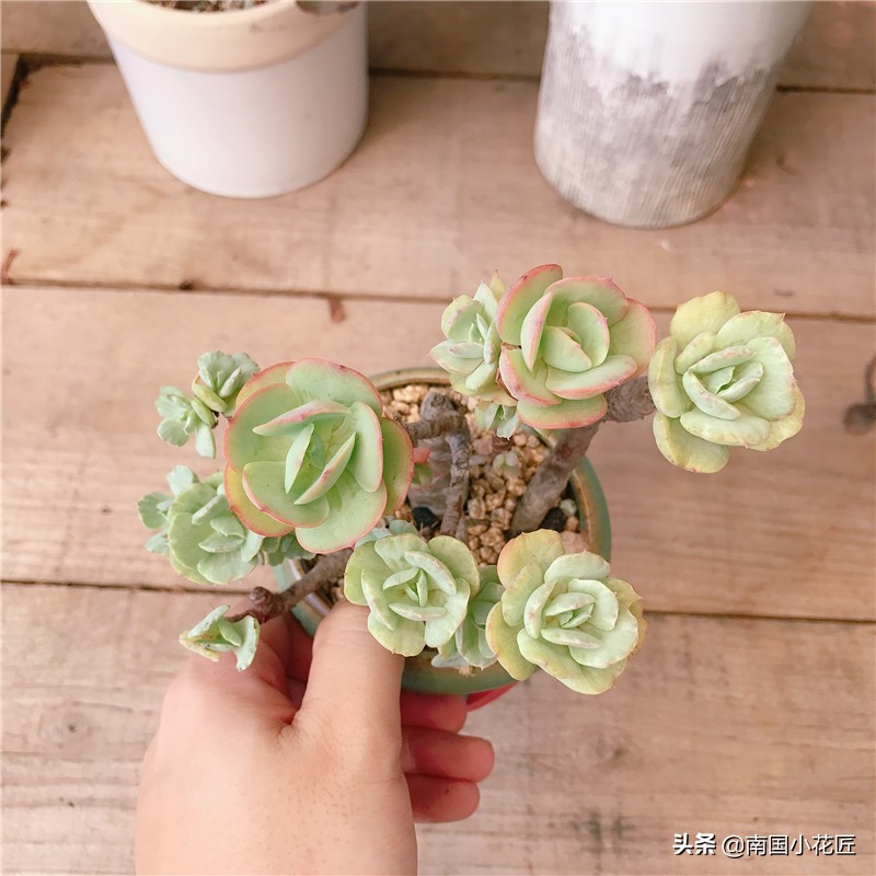 多肉“返祖”：“缀化”老碧桃，想不开“返祖”了，回到过去