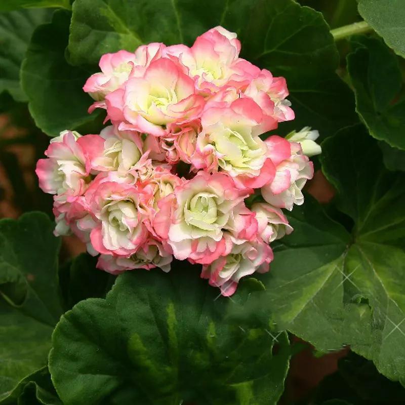 10种天竺葵,天竺葵100种图片大全