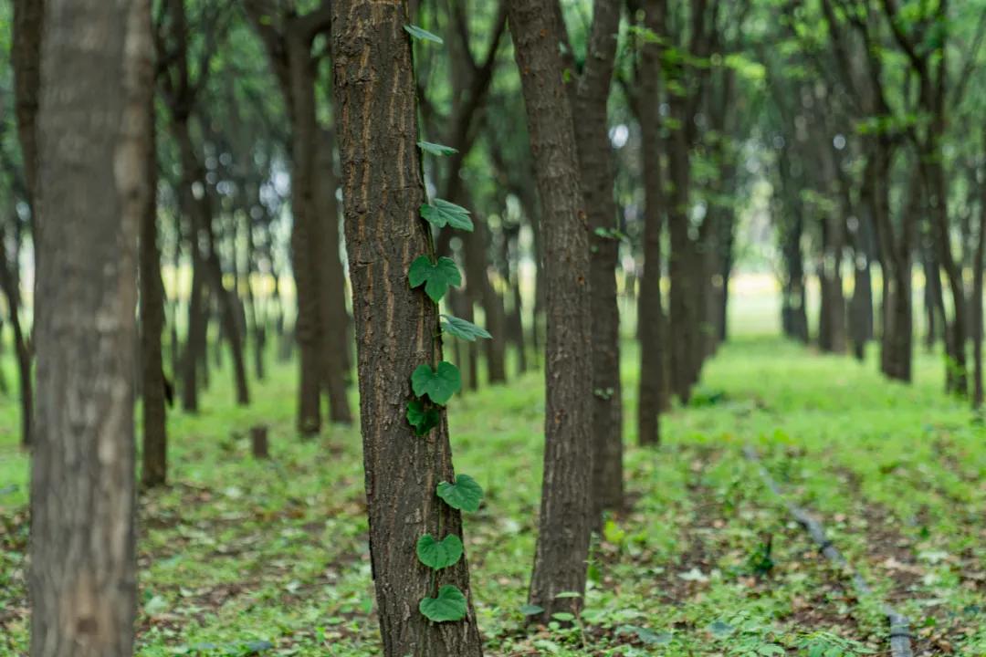 西安花海小森林,西安周边适合郊游野餐的地方