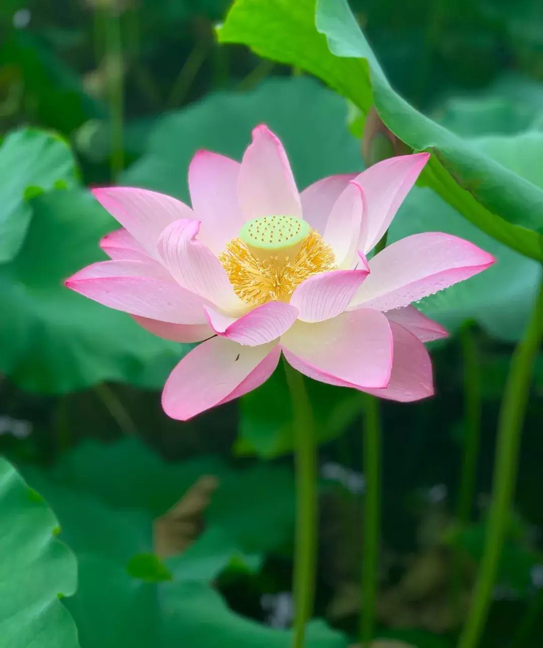 又到一年赏荷季又见荷花,广州莲花山荷花