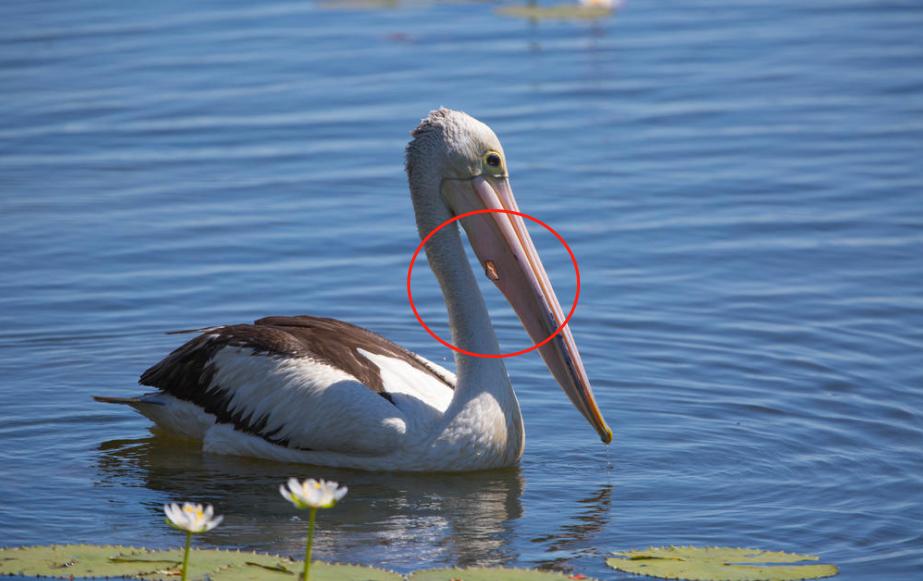 看起来威武霸气，其实比谁都嘴欠，带你了解鹈鹕的生活