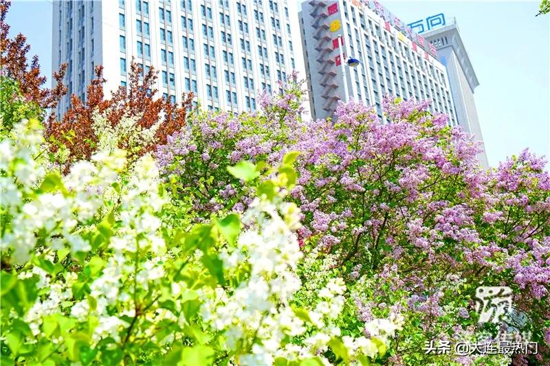 辽宁踏青赏花地点推荐,辽宁春游踏青赏杜鹃花