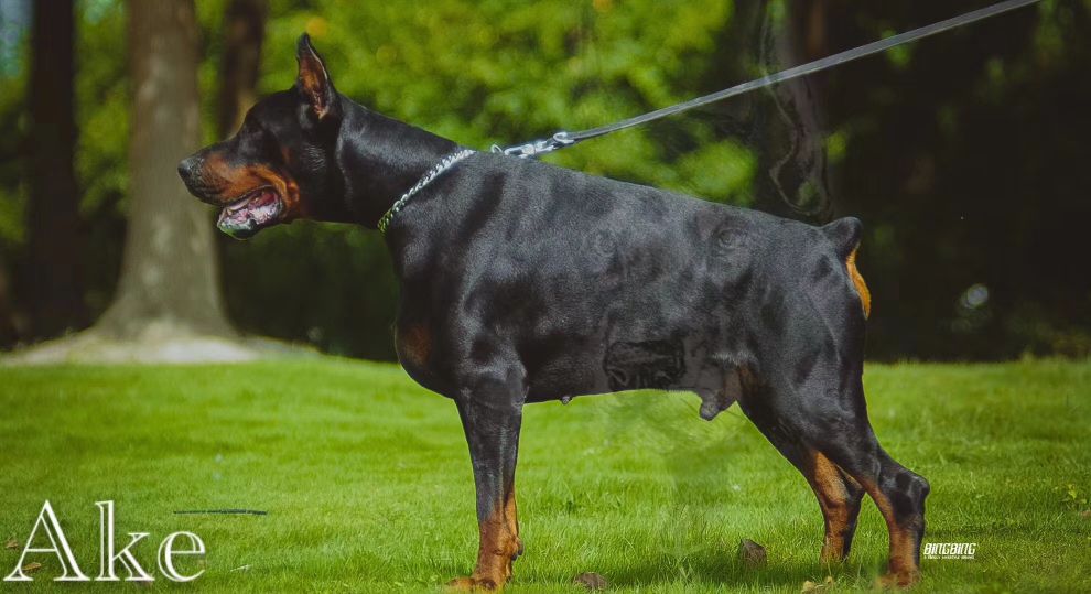 网上买狗如何防止被骗,网上买狗怎么避免被骗