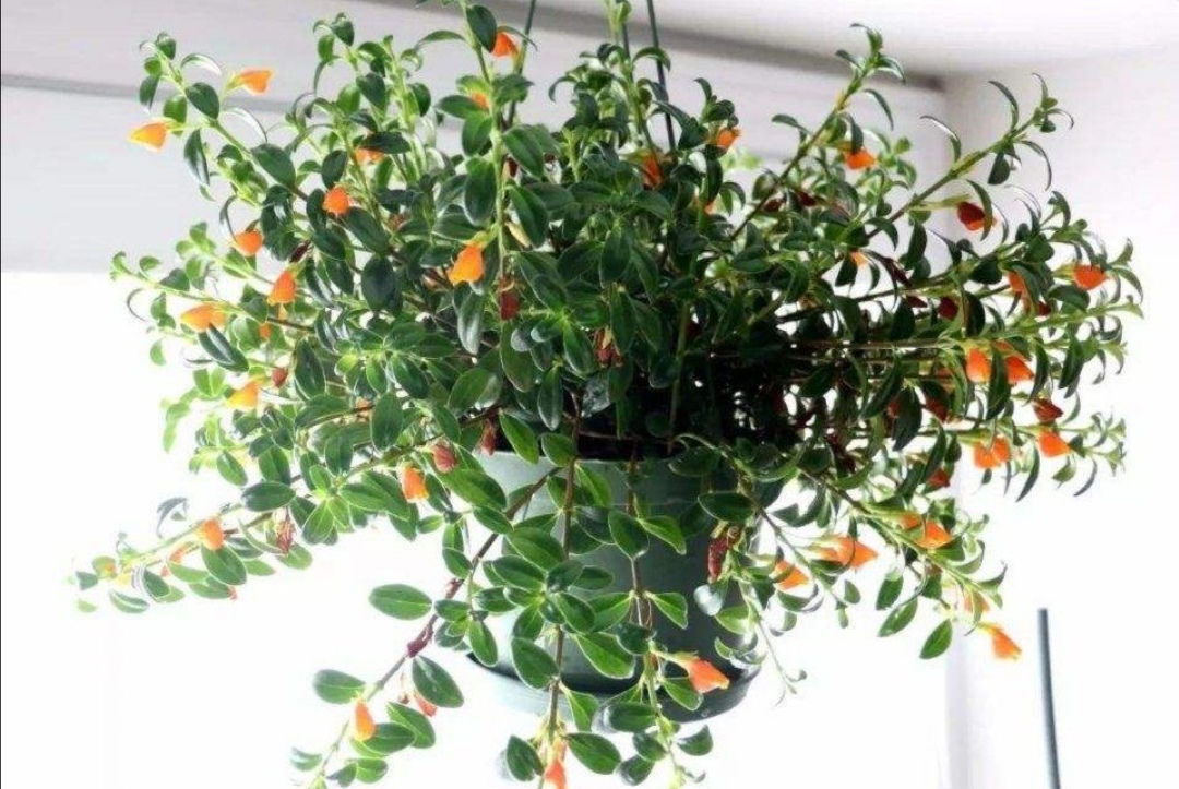 金鱼吊兰疯长不开花什么原因呢,金鱼吊兰的正常和徒长的对比照片