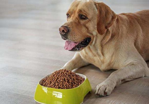 狗狗总是乱尿?教你排查原因+解决乱尿问题