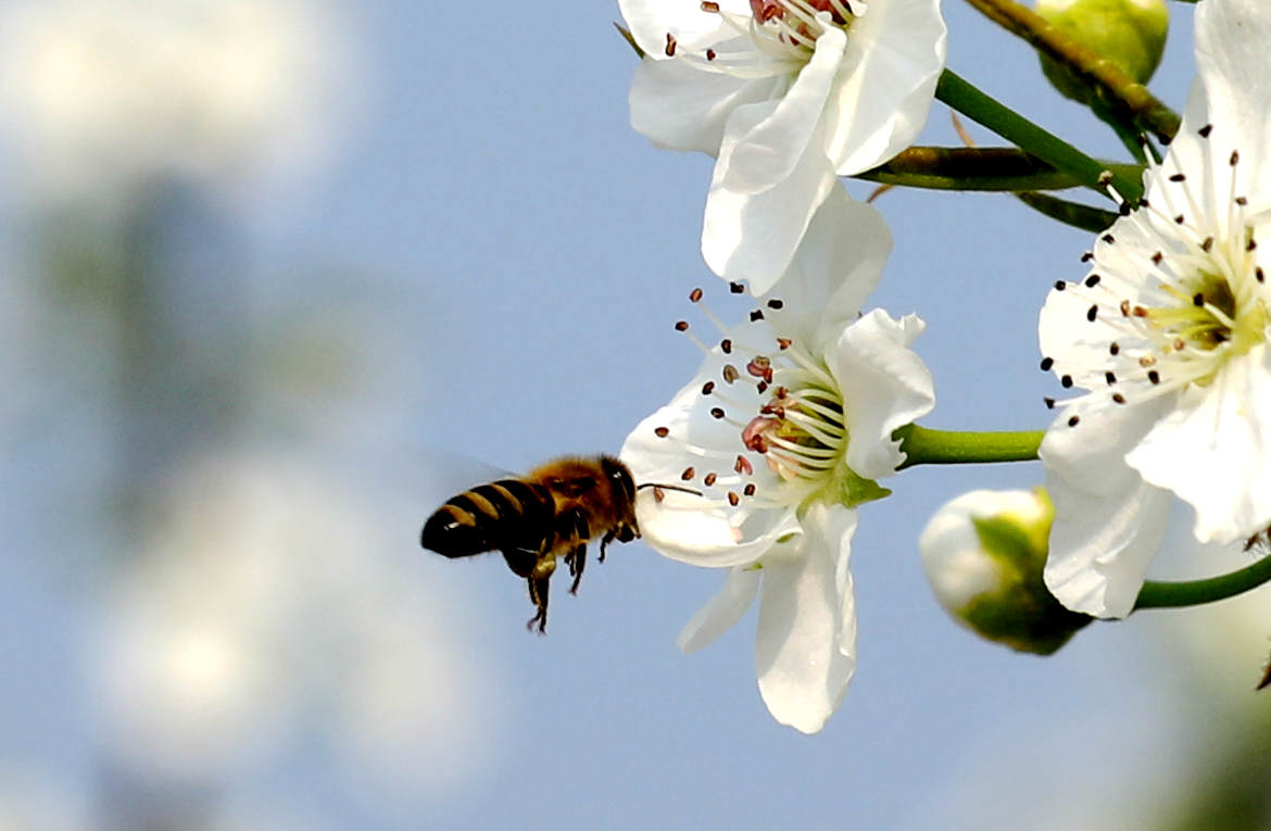 二十四节气之清明,二十四节气清明食谱