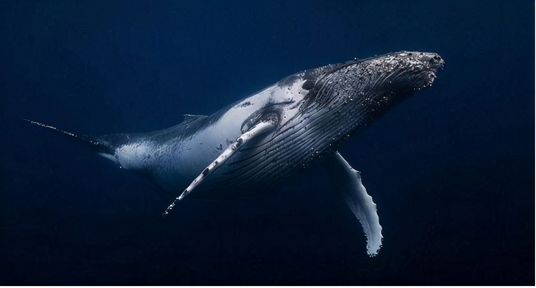 座头鲸阻碍虎鲸狩猎,虎鲸可以狩猎座头鲸吗