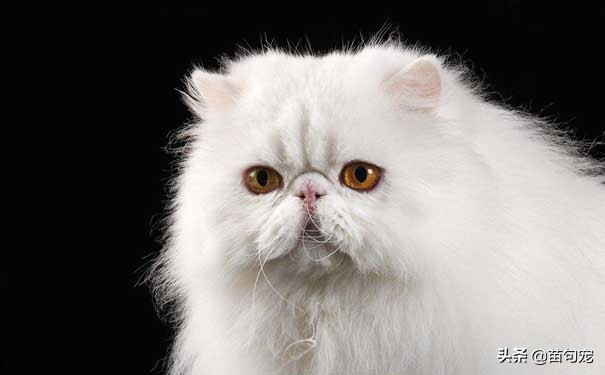 不要以猫取猫浅谈猫咪的毛色,不要以毛取毛浅谈猫咪的毛色