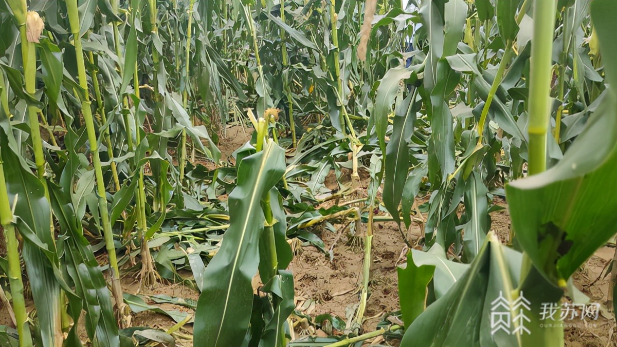 野猪老吃庄稼,野猪下山啃食庄稼江宁村民很苦恼