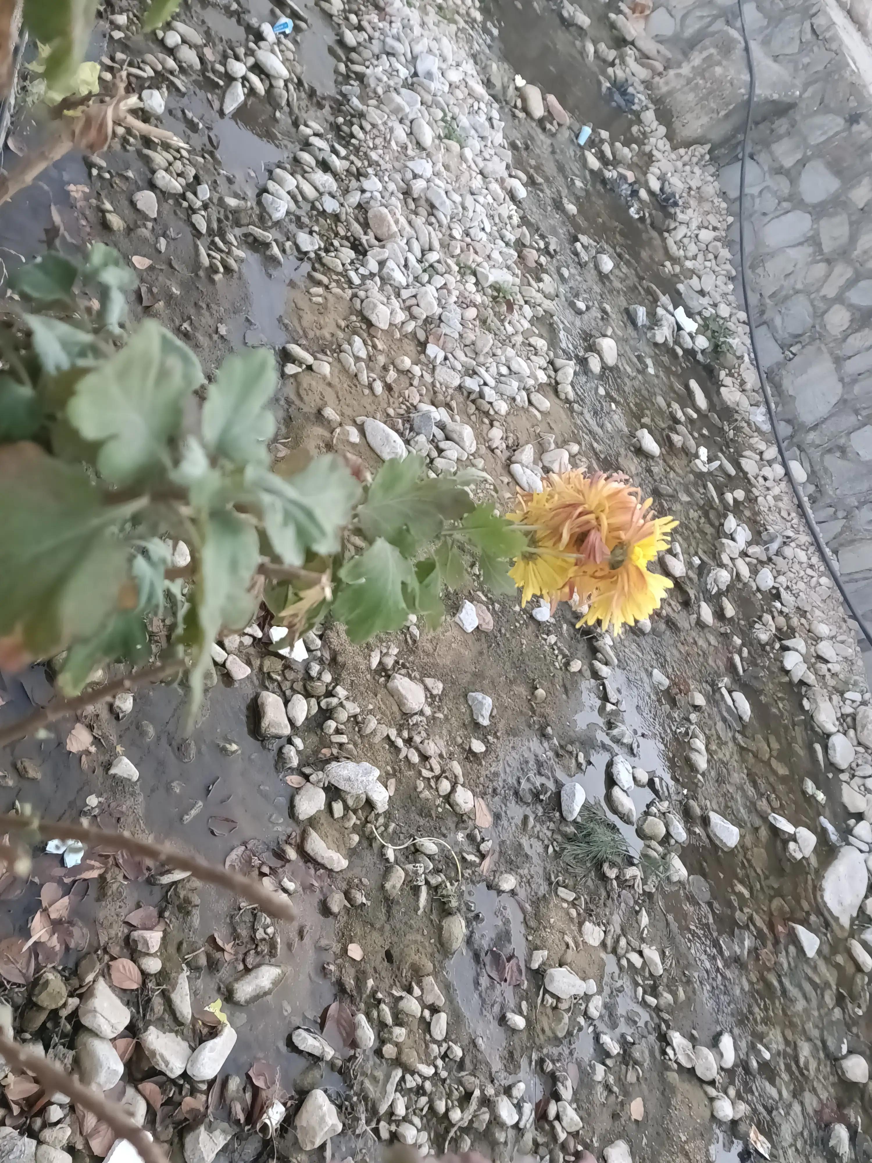 初冬，河渠畔，凋零的美之菊花的气节