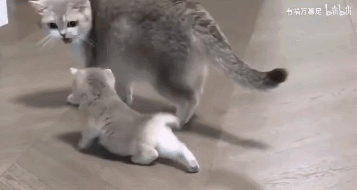 好不容易养大的猫被猪拱了,猫为什么喜欢被猪拱