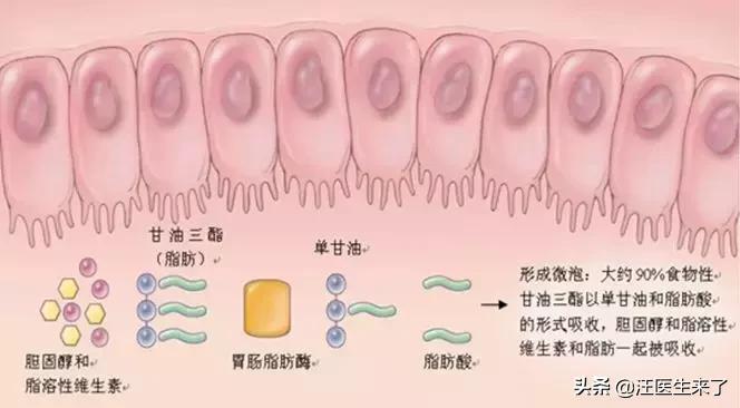 减肥瘦身药副作用,减肥如何降体脂率最快最有效