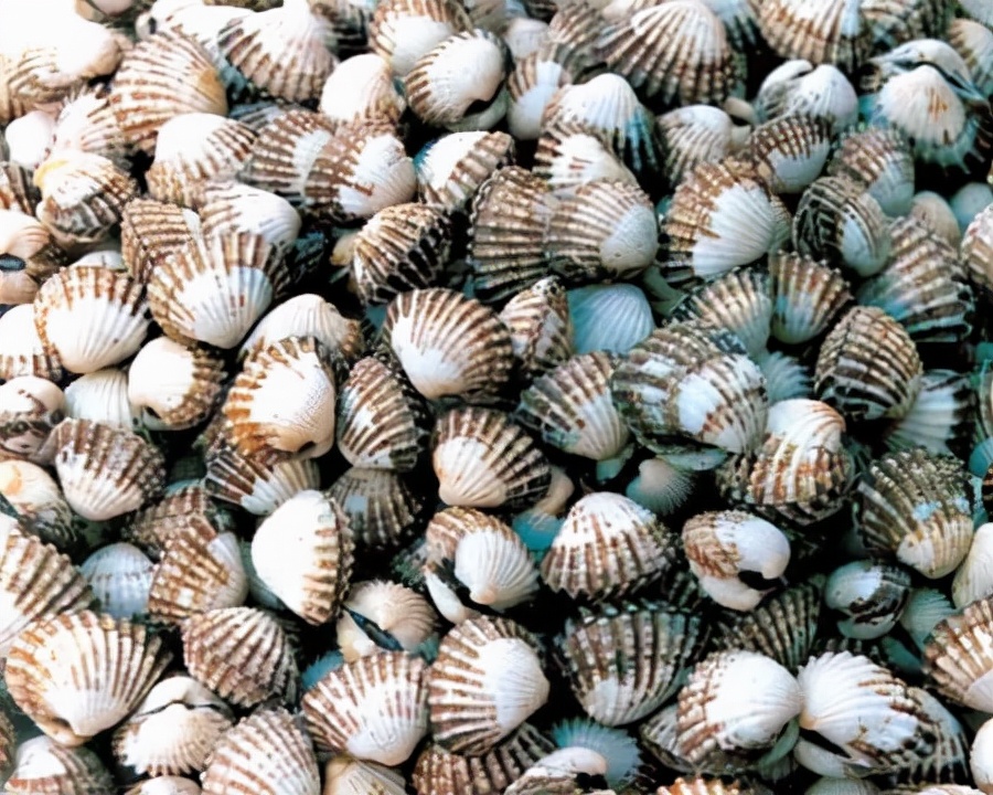 血蛤是什么颜色,代表财富寓意的词汇