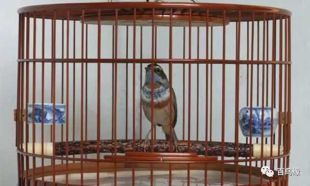 靛颏难养,养靛颏三要素