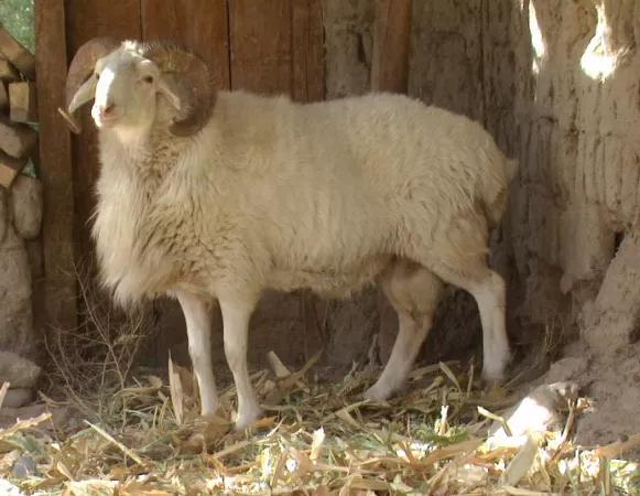 最好吃的羊肉是什么品种羊,正宗新疆羊