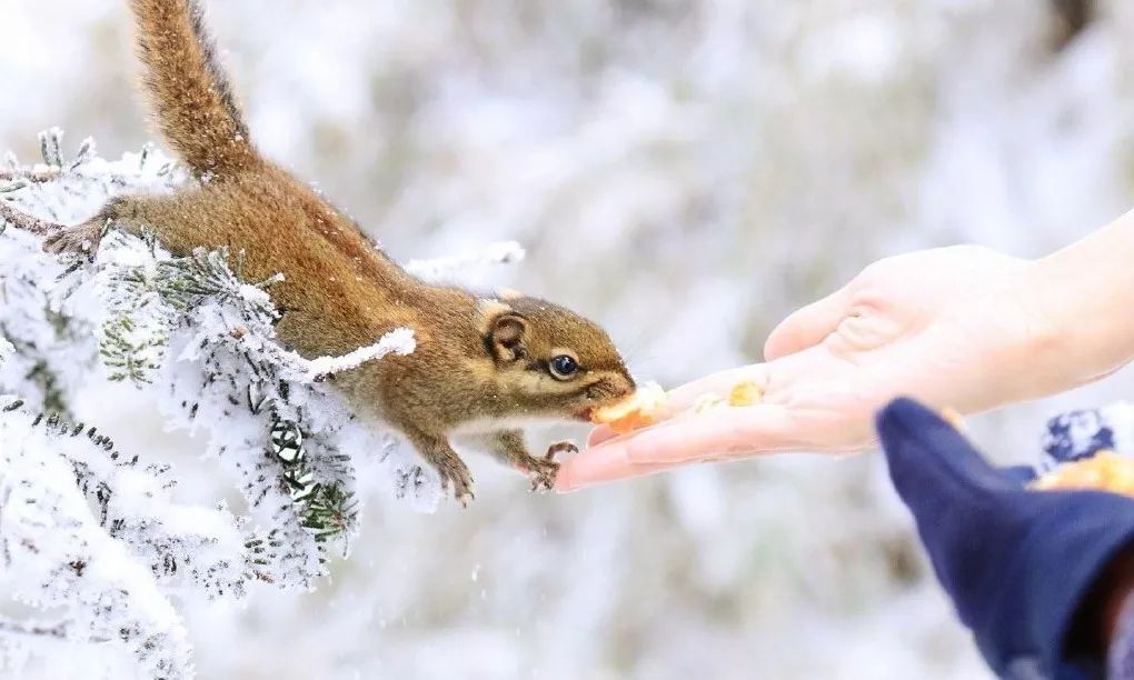 成都3-5天看雪泡温泉自驾游,成都周边泡温泉看雪景