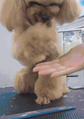 这6种狗是公认的无攻击性放心养,这6种狗很危险