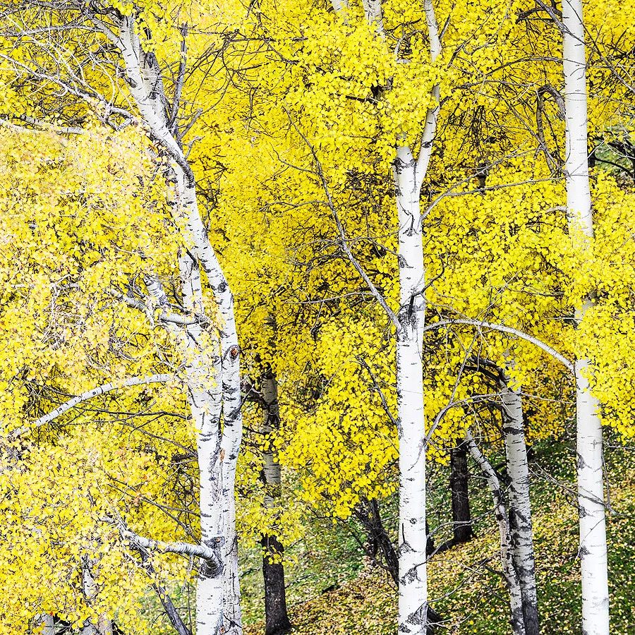 小林｜常恐秋风早，飘零君不知