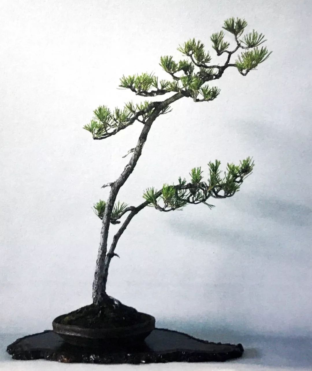1000元左右黑松盆景,黑松基地黑松盆景