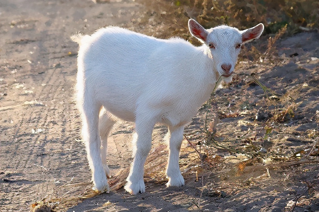 治沙对策和措施,治沙的最好办法