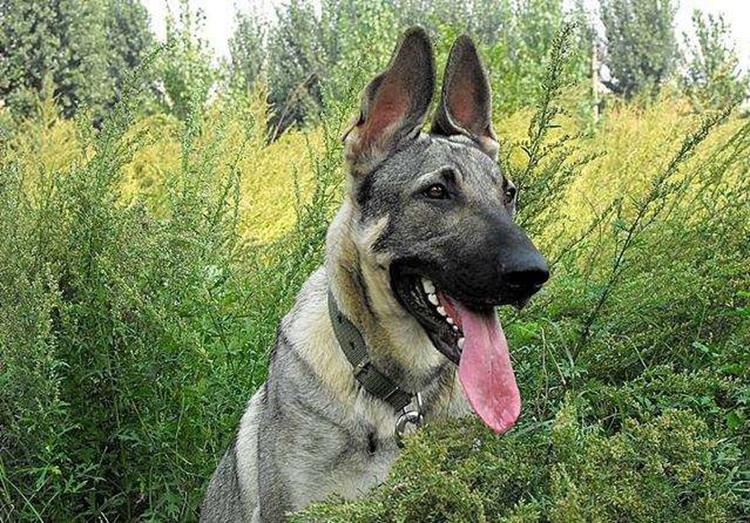 狼青犬是不是土狗的一种,狼青犬的特点是什么