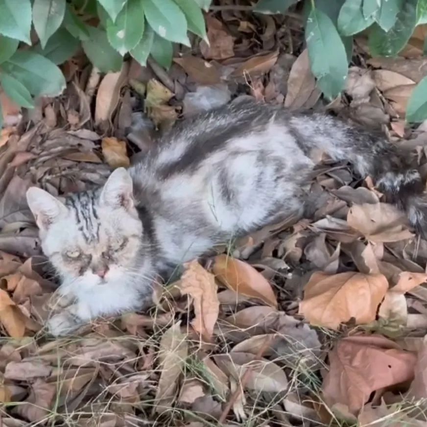 上海猫贩子扔出几十只病重品种猫,上海后院猫舍丢弃50多只病猫