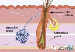 猫九爷:深入了解犬猫皮肤结构
