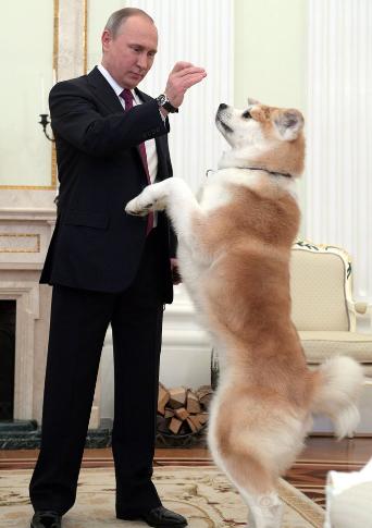 忠诚又有杀伤力又保护主人的狗狗,这6种狗狗既通人性又聪明