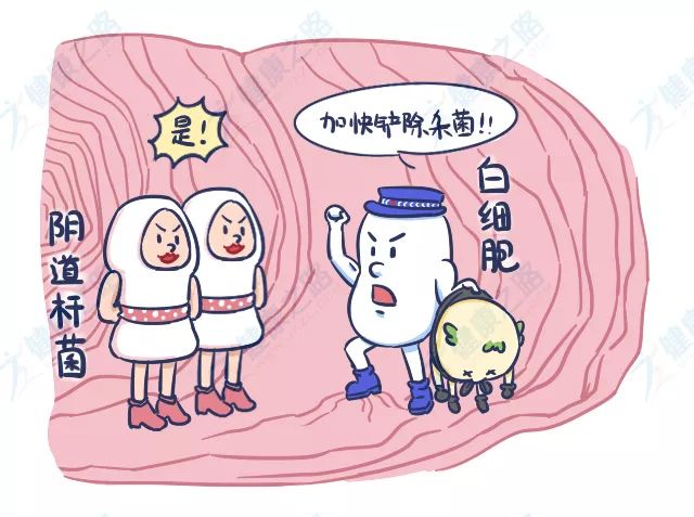 白带常规提示有炎症怎么办,白带常规怎么分辨是什么炎症