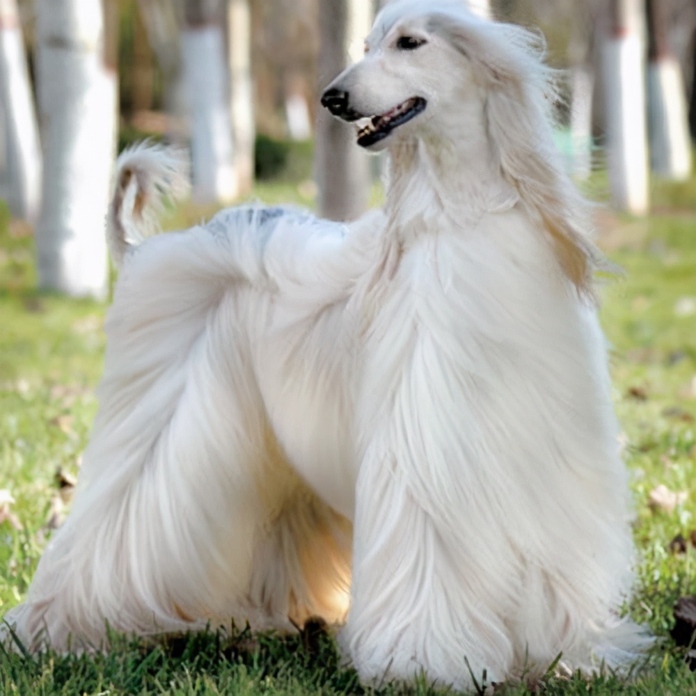 超难遛的几种狗,最适合外出遛的狗