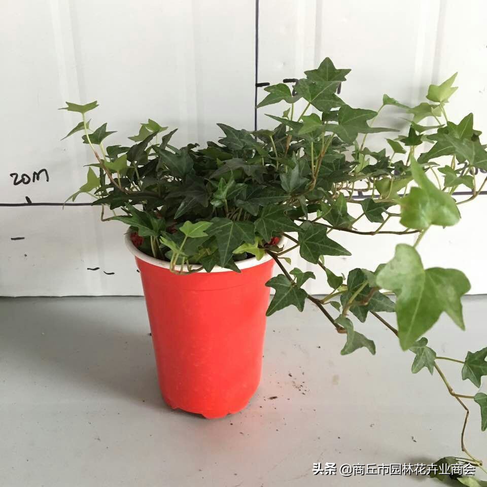 常春藤为啥总是养不活,常春藤收到货后怎么养护