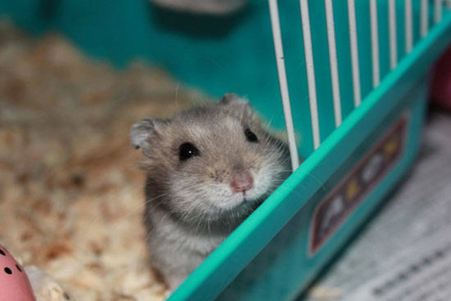 调皮仓鼠爱磨牙，化身磨粉机器，一晚上磨出半盆鼠粮粉