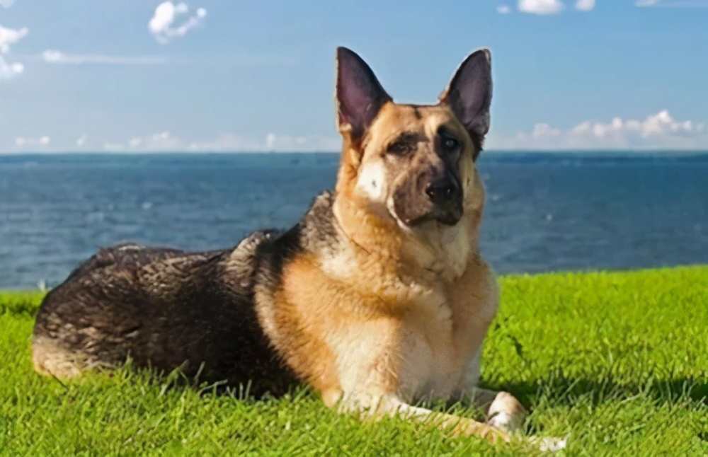 德国牧羊犬养公的还是母的好,德国牧羊犬好养吗德牧优缺点分析