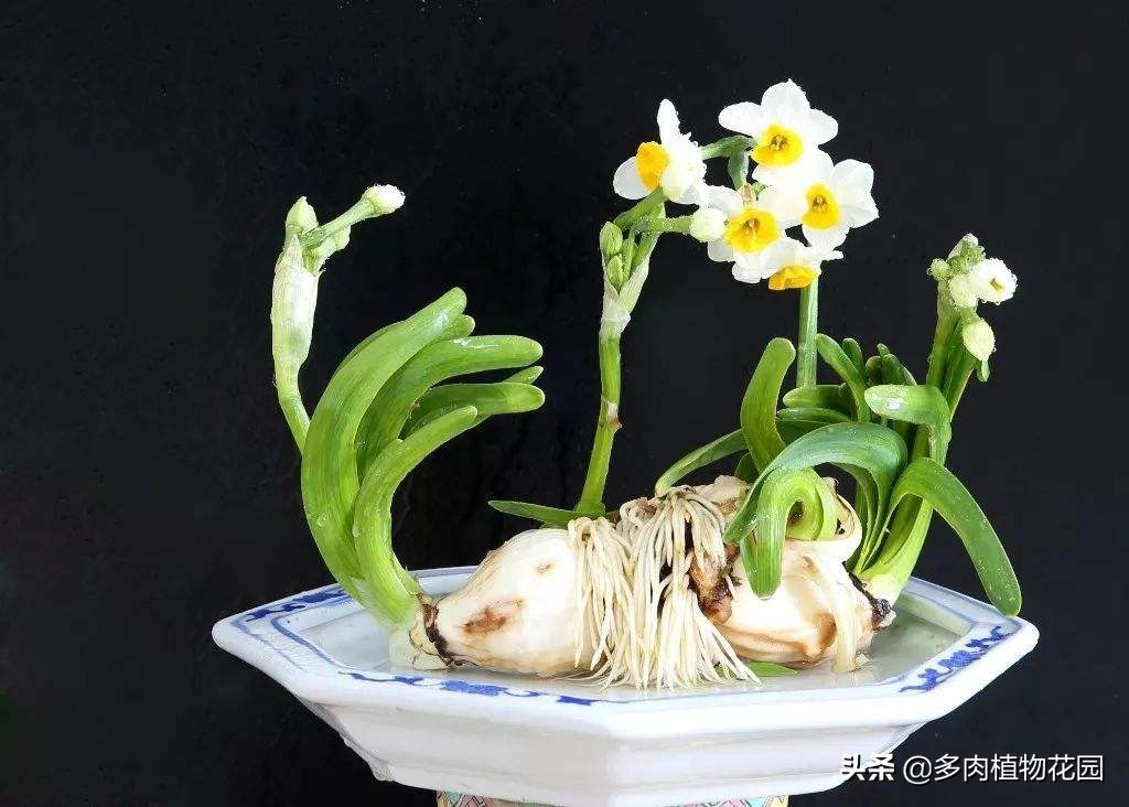 水培水仙叶子发黄怎么回事,水仙叶子干枯发黄怎么办