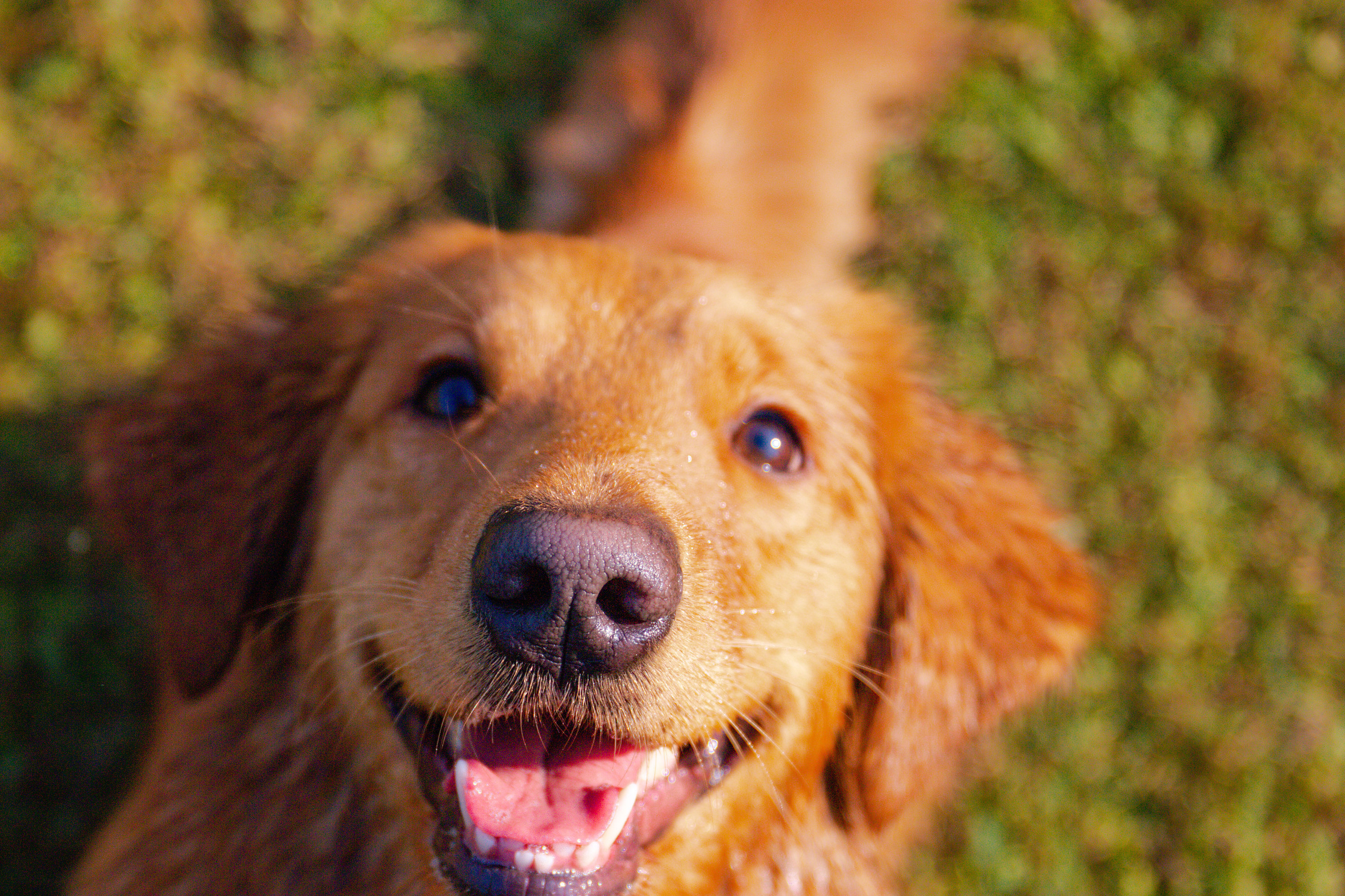 金毛和拉布拉多养谁最好,这辈子养的狗狗