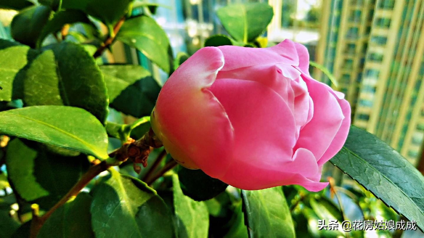 过年回去家里的花怎么办,过年花花草草怎么浇水