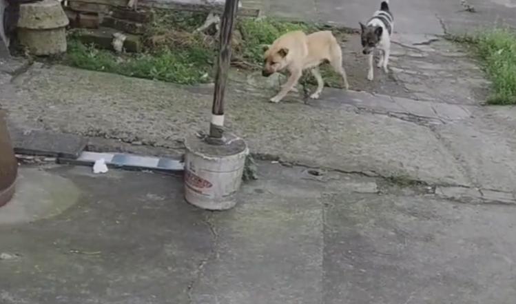 成都男孩救狗溺亡的妈妈,四川大水狗妈妈救小狗