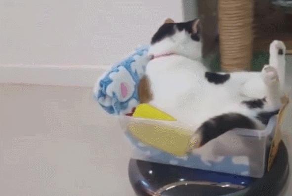 养猫家庭如何消毒杀菌对猫无害,要如何预防猫咪误食家中植物中毒