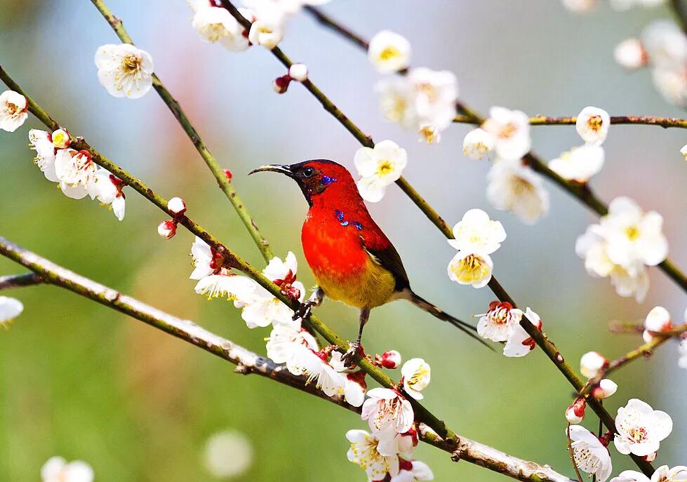 蜂鸟与太阳鸟区别,太阳鸟就是蜂鸟吗