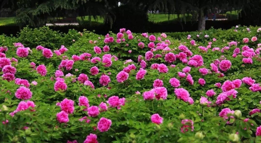 洛阳古城历史照片,历史的记忆完整视频