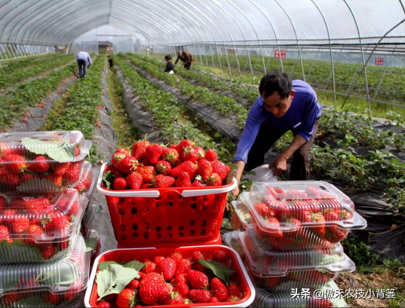 生石灰改良土壤的具体方法,撒石灰灭土壤病害