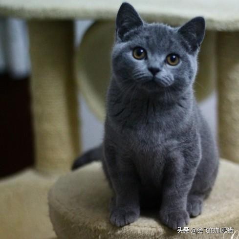 小店区英国短毛猫铲屎官,专业铲屎官视频