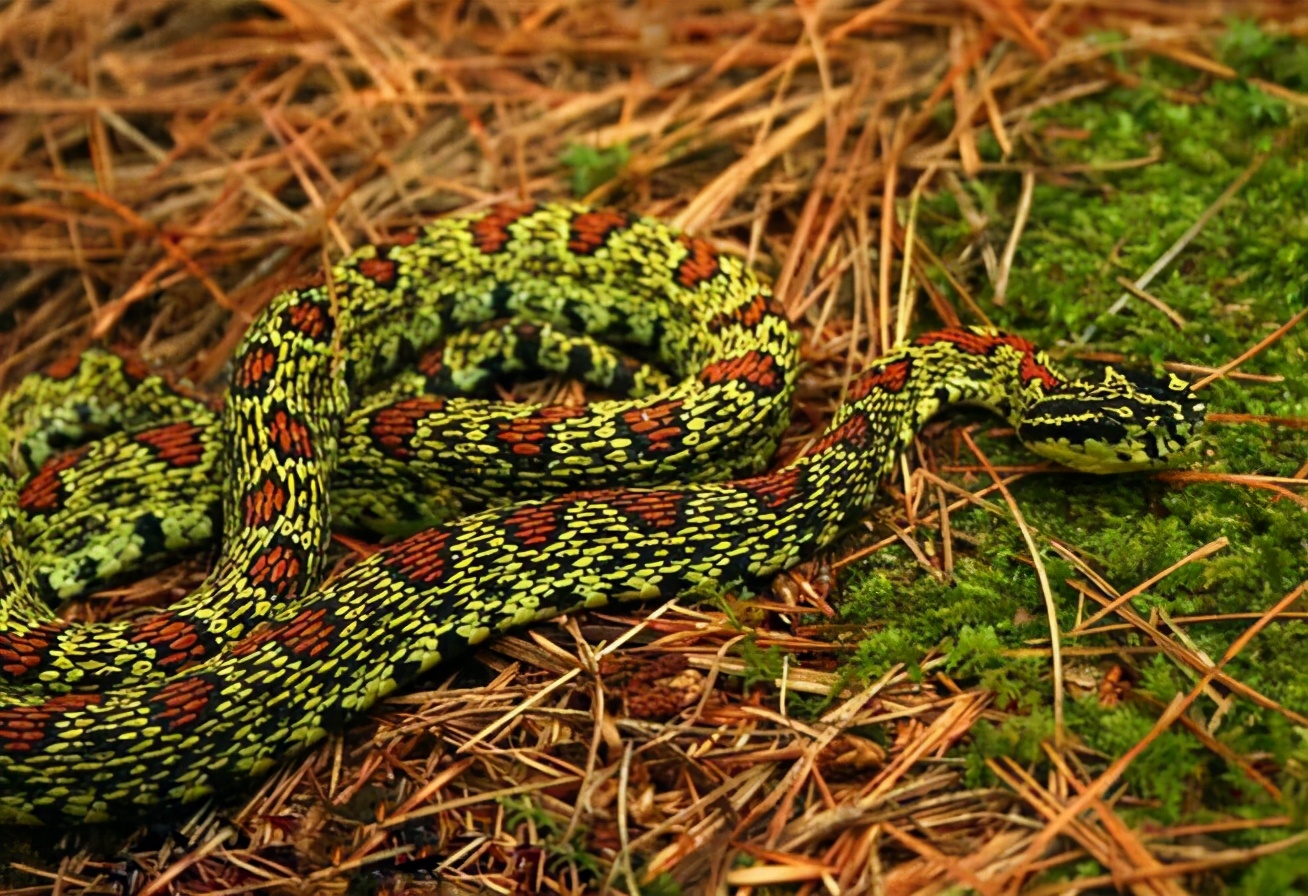 抓蛇高手徒手抓蛇,传说中的捉蛇高手徒手抓蛇