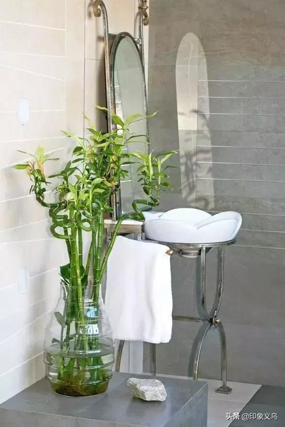 过期药片可以养什么花,用过期的药片能种花吗