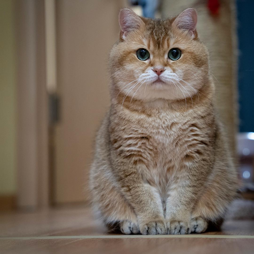 铲屎官熬夜怎么让猫咪乖乖睡觉,猫咪晚上不睡觉铲屎官该怎么办