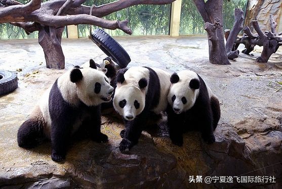 广州长隆海洋公园旅游攻略,广州长隆动物园一日游套票