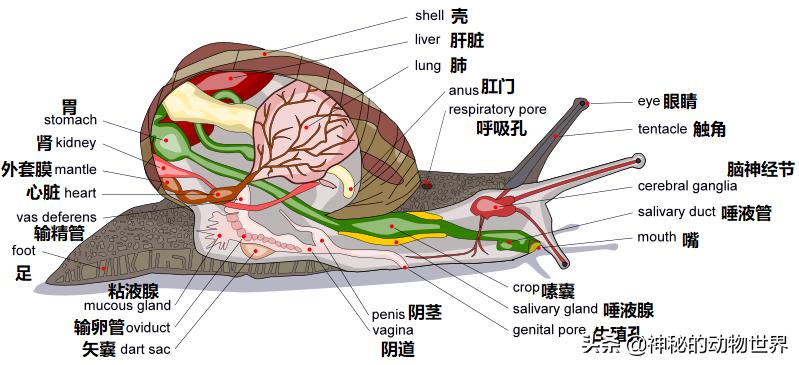蜗牛为什么是牙齿最多的动物,为什么说蜗牛是牙齿最多的动物