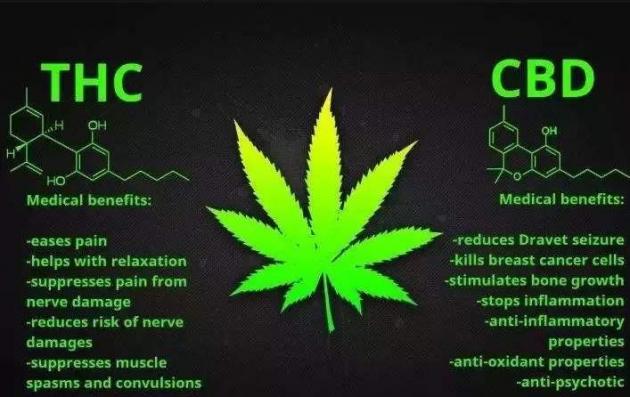 工业大麻的cbd功效,工业大麻cbd是什么意思