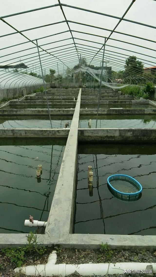 网箱养鱼该如何用药,养鱼的正确方式和技巧